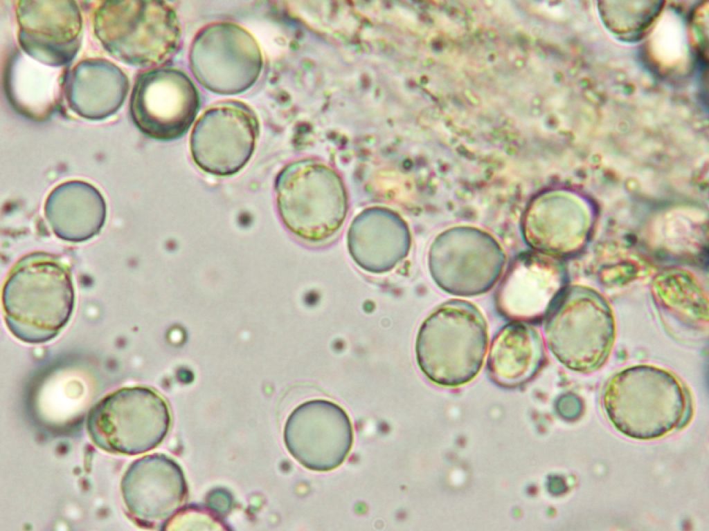 Indagine microscopica n2